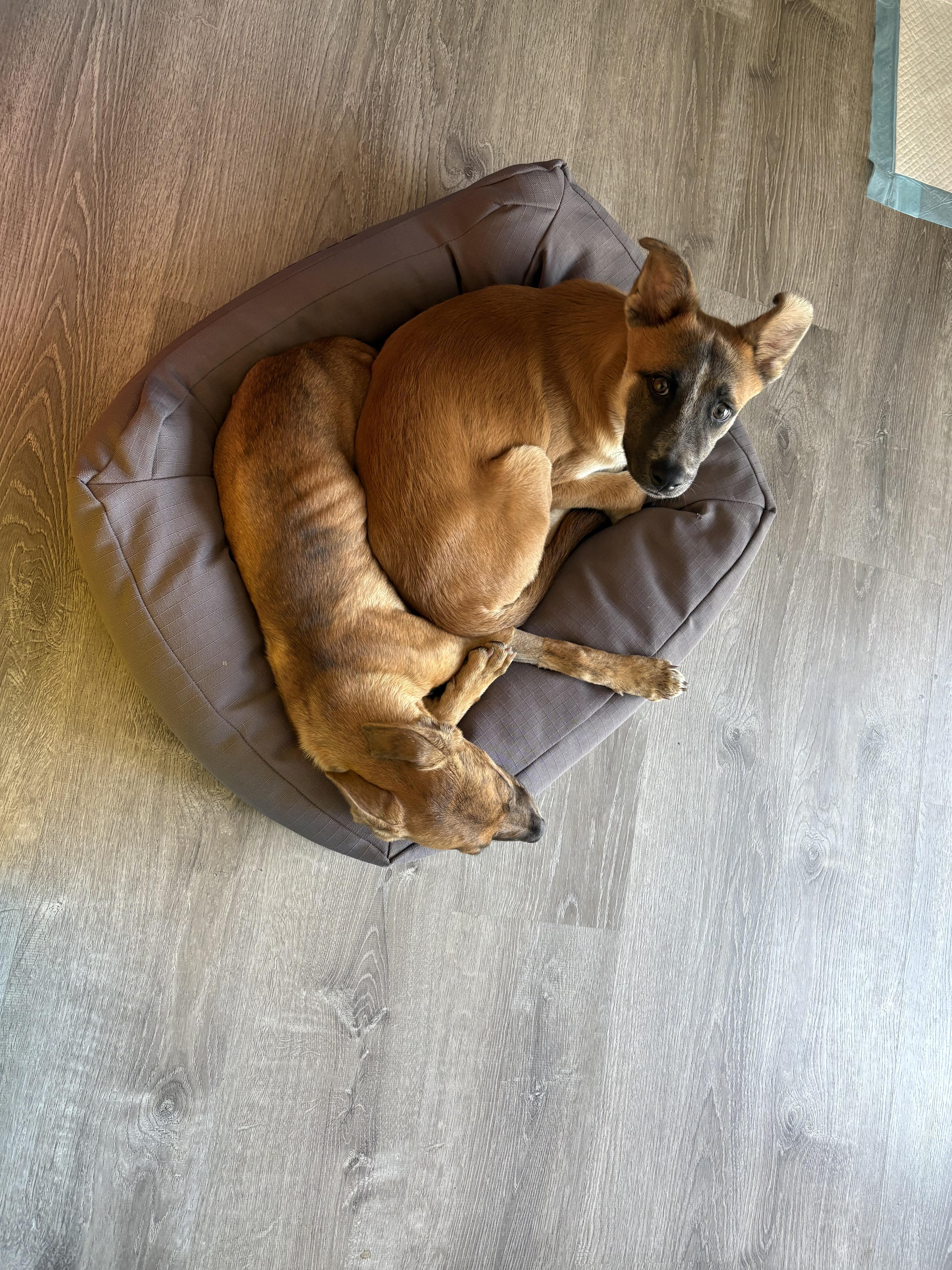 Gunther, Adoptable, Young Male German Shepherd Dog & Australian Shepherd.
