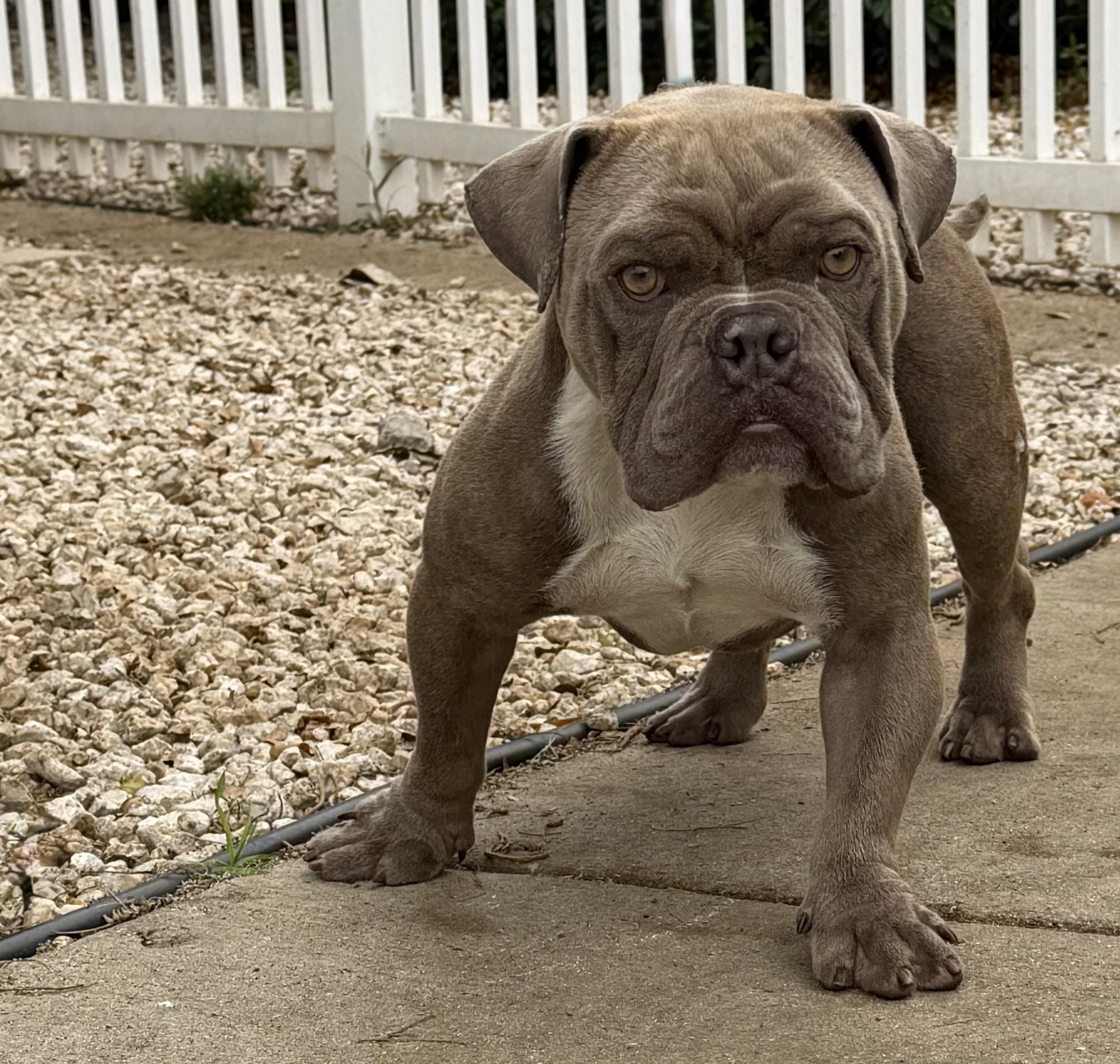 Meatball 9368, ADOPTABLE, Adult Male Bulldog.