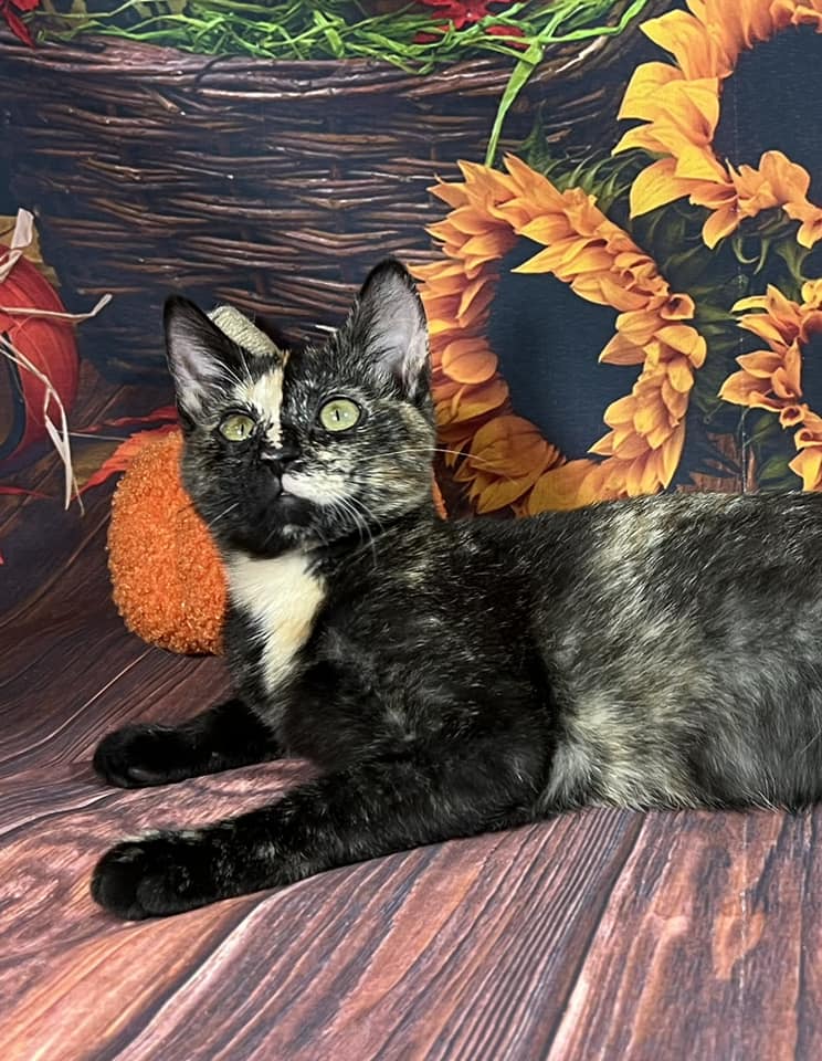 Enlarge Clawdeen, an adoptable mixed breed in Greensburg, PA image 5/6