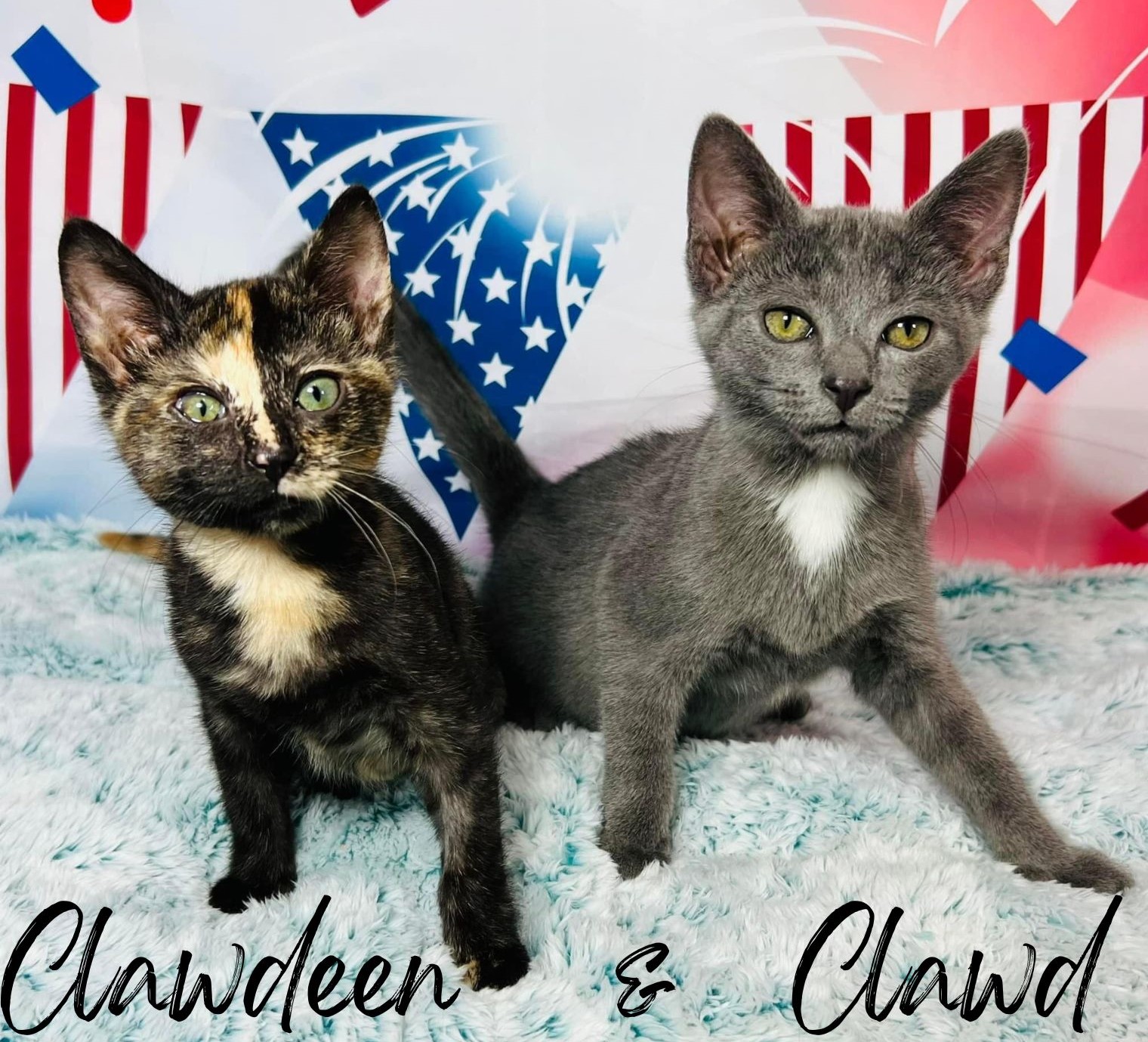 Enlarge Clawdeen, an adoptable mixed breed in Greensburg, PA image 6/6