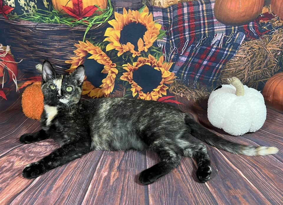 Enlarge Clawdeen, an adoptable mixed breed in Greensburg, PA image 2/6