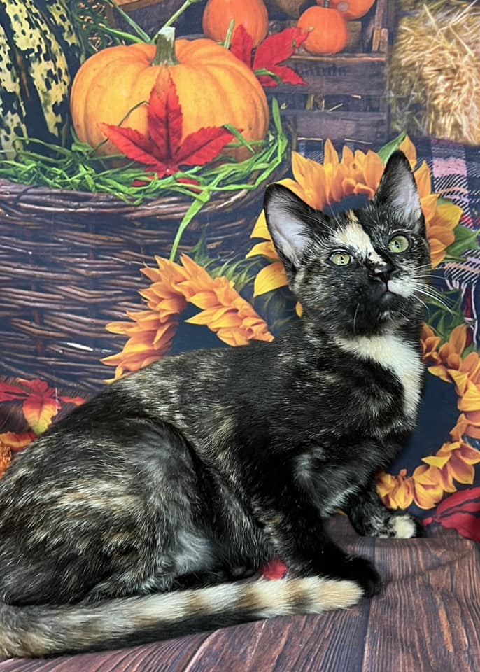 Enlarge Clawdeen, an adoptable mixed breed in Greensburg, PA image 3/6