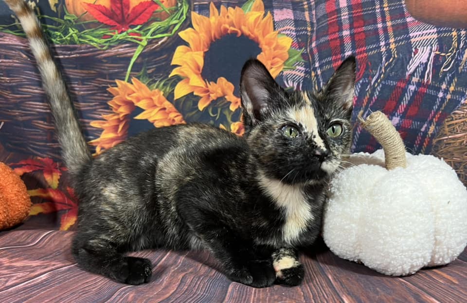 Enlarge Clawdeen, an adoptable mixed breed in Greensburg, PA image 4/6