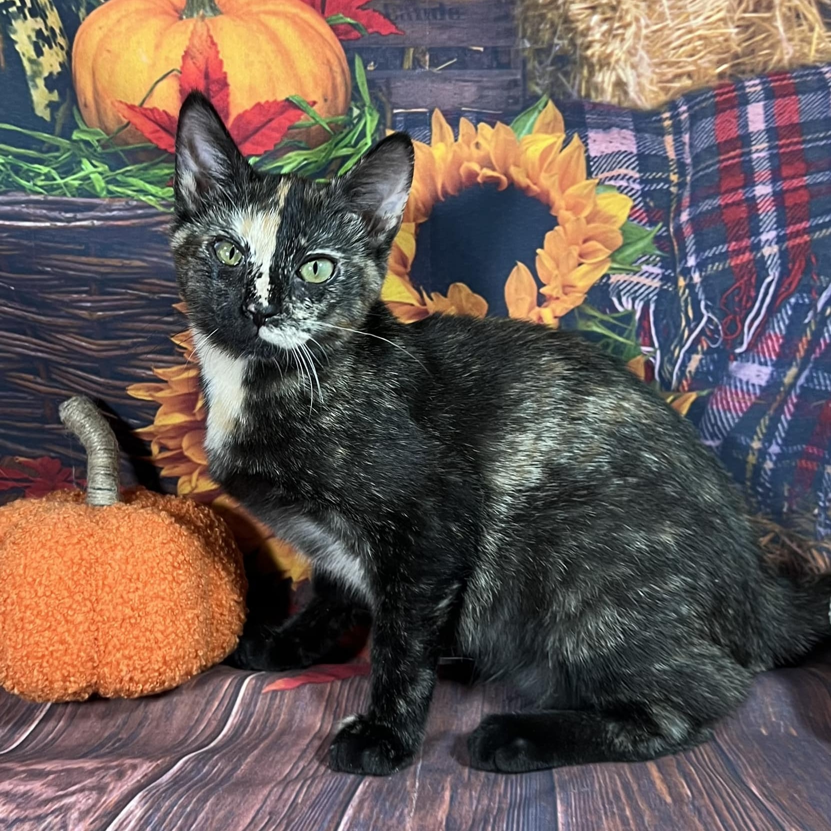 Enlarge Clawdeen, an adoptable mixed breed in Greensburg, PA image 1/6