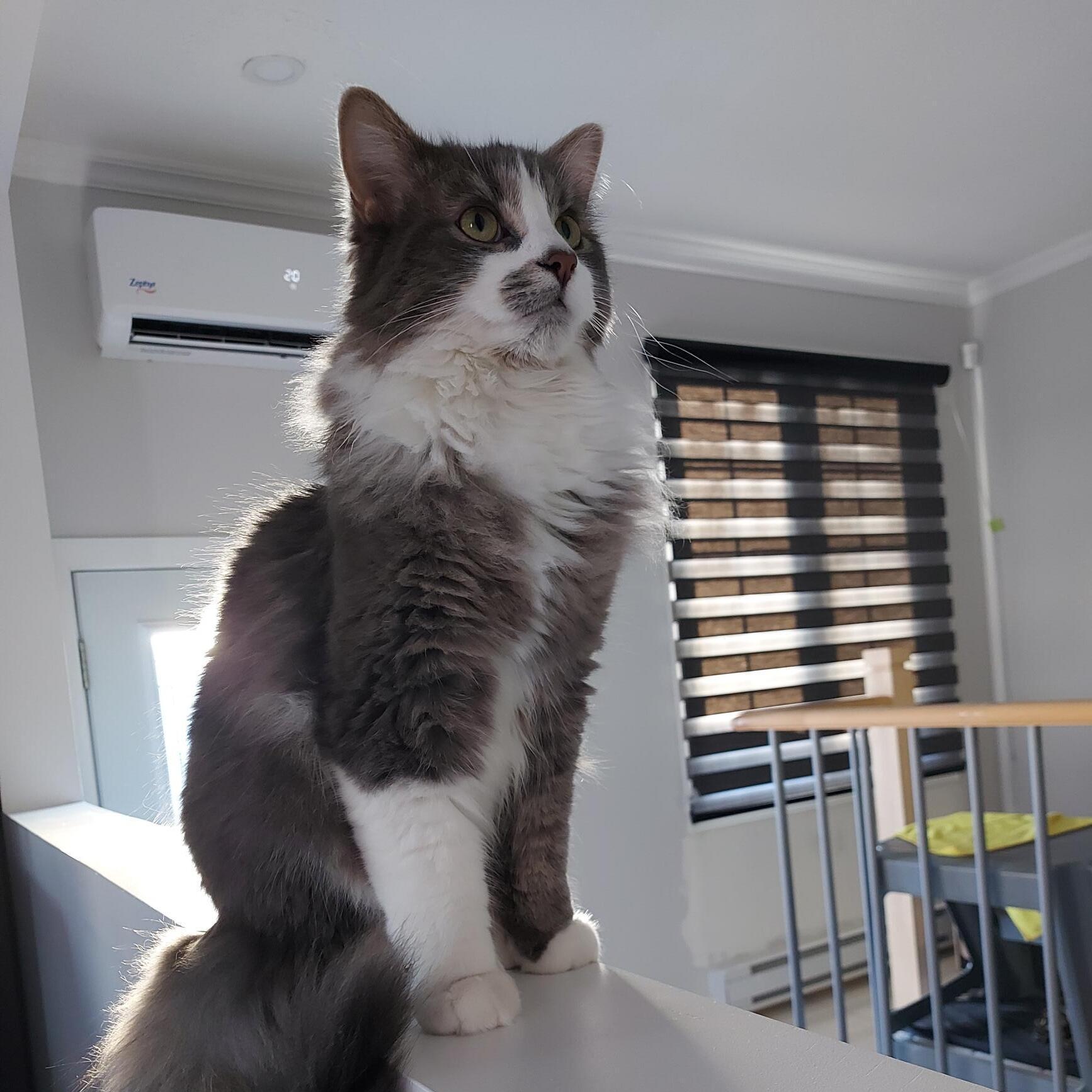 Manny, a ADOPTABLE Domestic Long Hair in Wakefield, QC image 2/4
