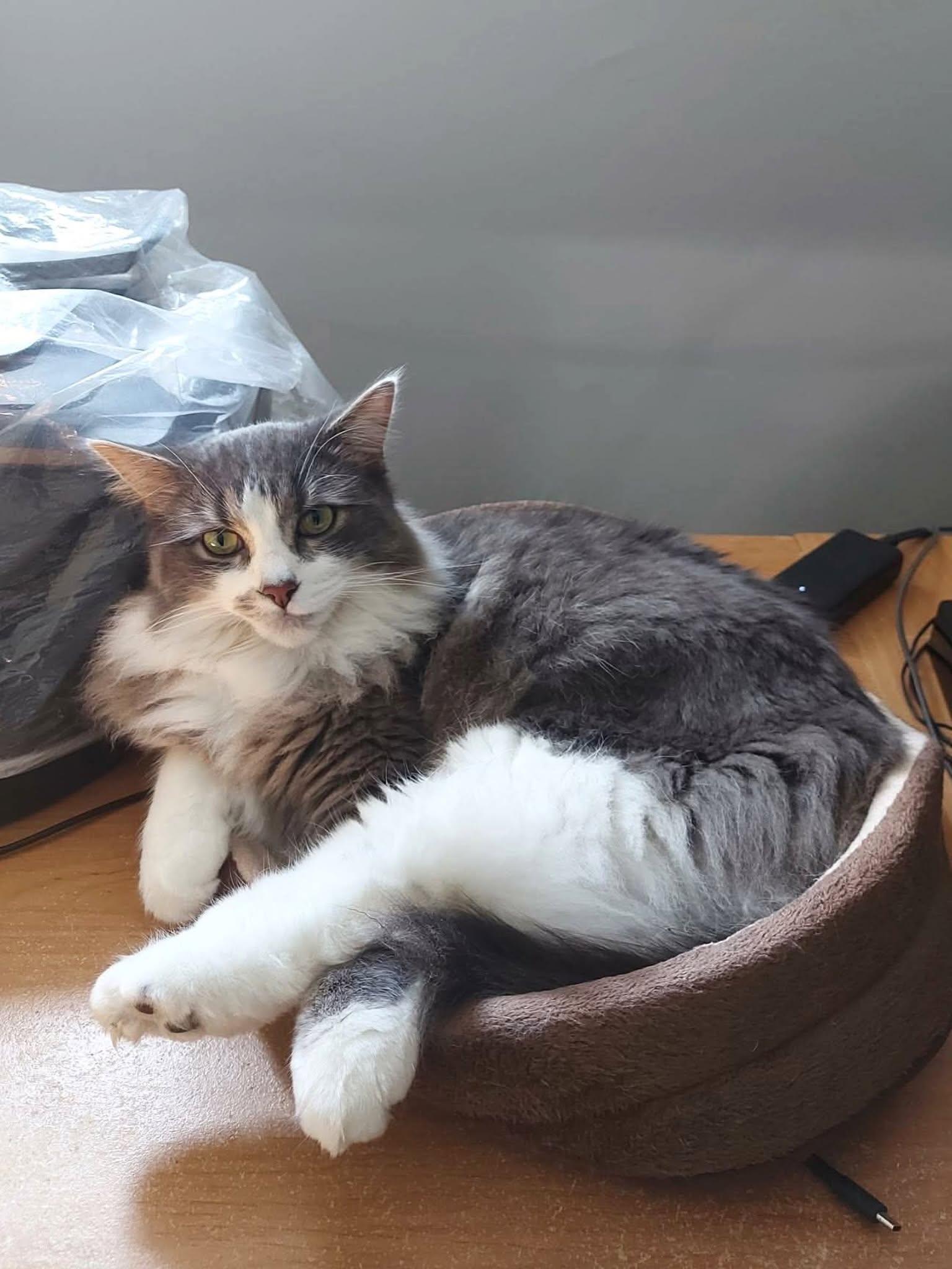 Manny, a ADOPTABLE Domestic Long Hair in Wakefield, QC image 1/4