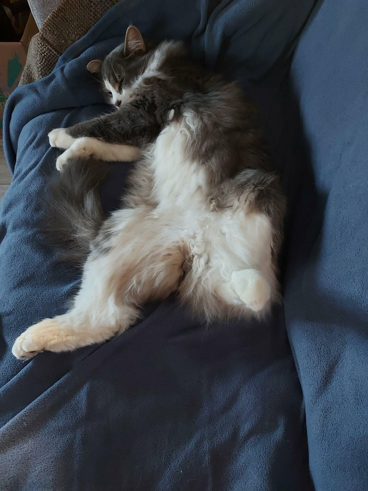 Manny, a ADOPTABLE Domestic Long Hair in Wakefield, QC image 4/4