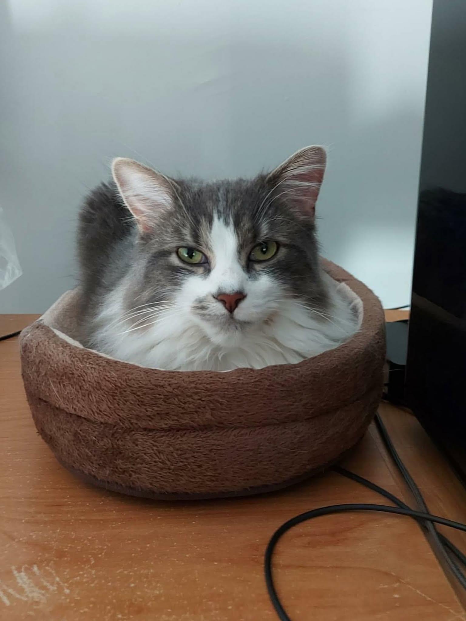 Manny, a ADOPTABLE Domestic Long Hair in Wakefield, QC image 3/4