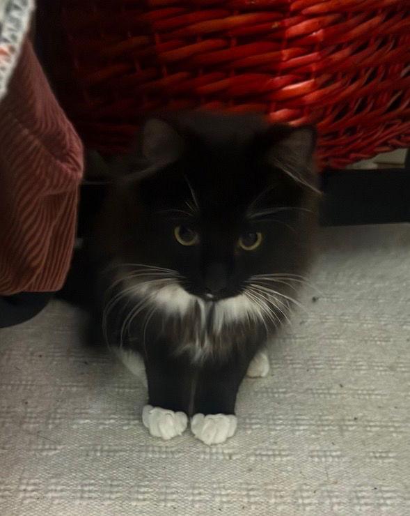 Marvin, Adopted, Kitten Male Domestic Long Hair & Domestic Medium Hair.