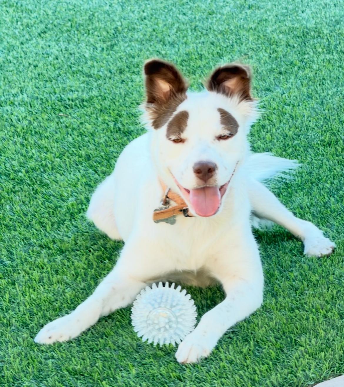 Enlarge Olivia, a Adoptable mixed breed in Scottsdale, AZ image 1/6