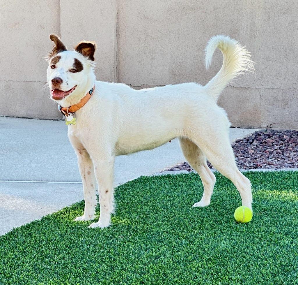 Enlarge Olivia, a Adoptable mixed breed in Scottsdale, AZ image 2/6