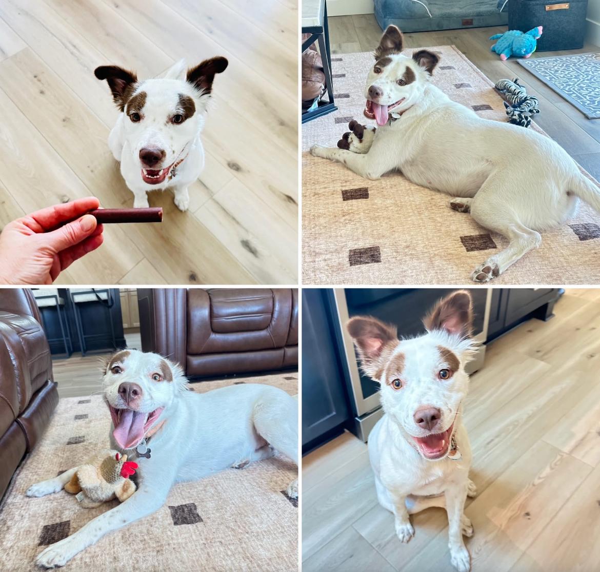 Enlarge Olivia, a Adoptable mixed breed in Scottsdale, AZ image 3/6