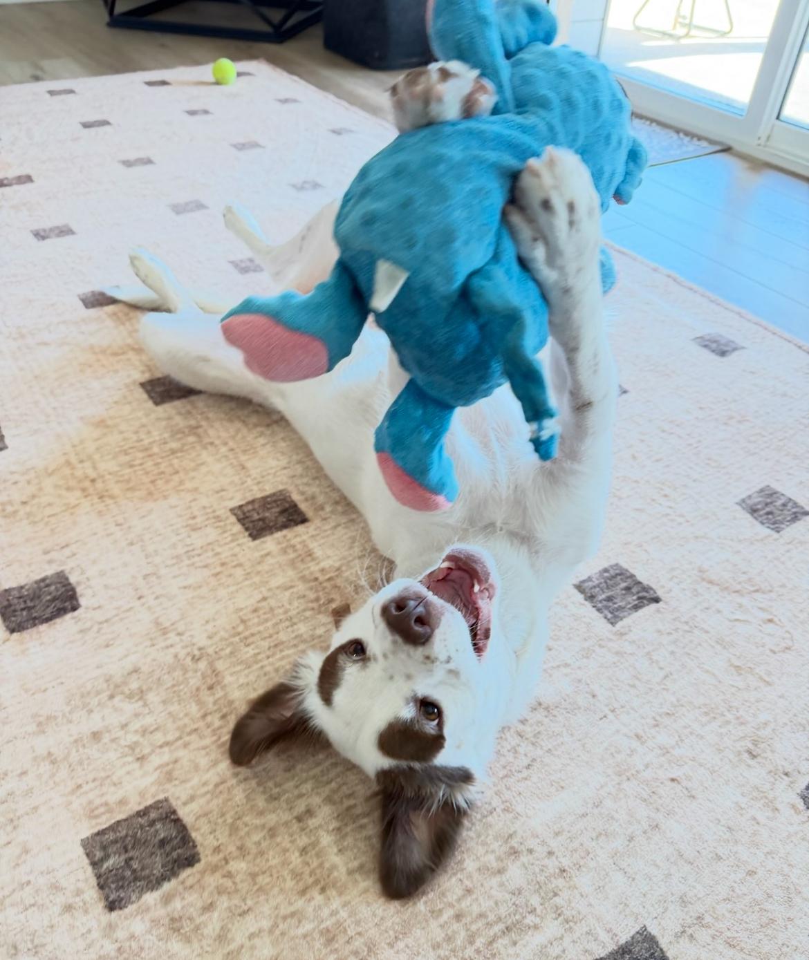 Enlarge Olivia, a Adoptable mixed breed in Scottsdale, AZ image 4/6