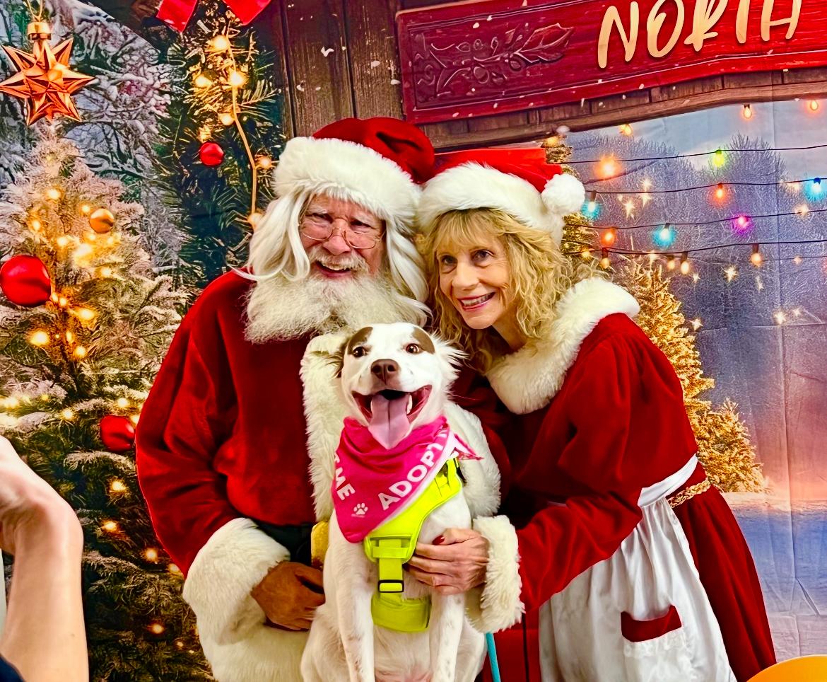 Enlarge Olivia, a Adoptable mixed breed in Scottsdale, AZ image 5/6