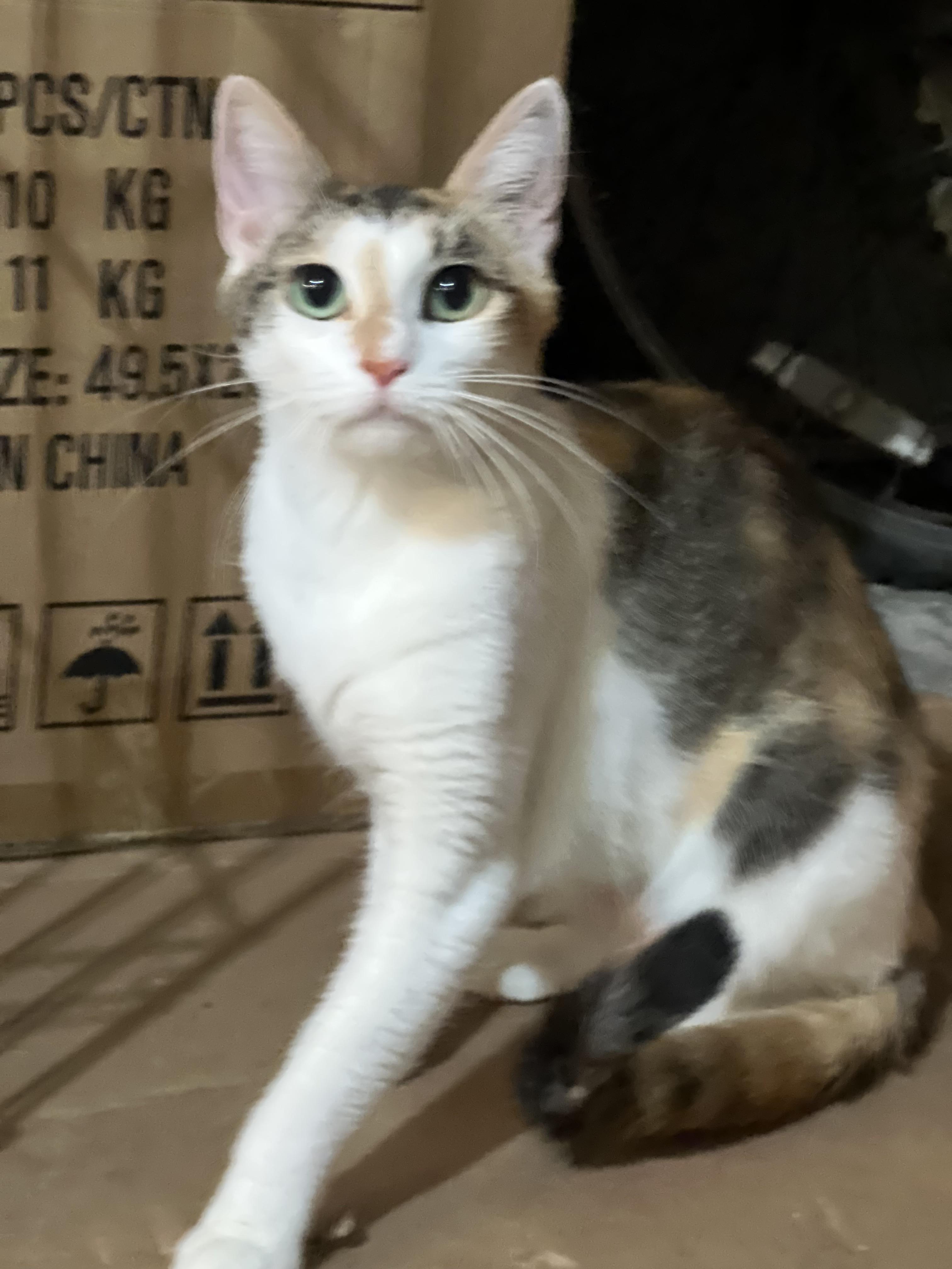 Twyla, a Adoptable Domestic Short Hair in Staten Island, NY image 1/4