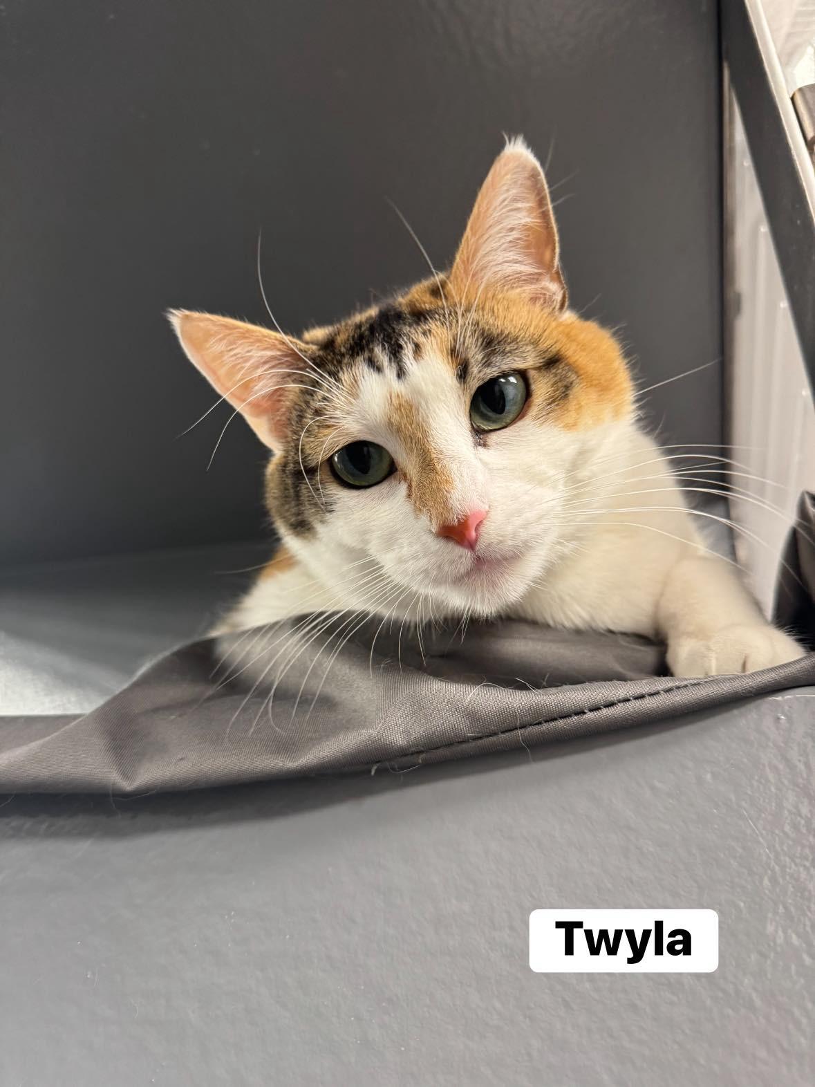 Enlarge Twyla, a Adoptable Domestic Short Hair in Staten Island, NY image 1/6