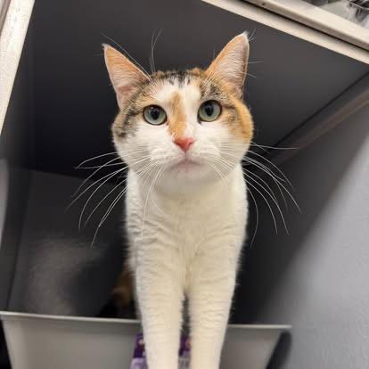 Twyla, a Adoptable Domestic Short Hair in Staten Island, NY image 5/6