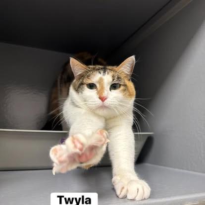 Twyla, Adoptable, Young Female Domestic Short Hair.