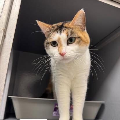 Twyla, a Adoptable Domestic Short Hair in Staten Island, NY image 4/6