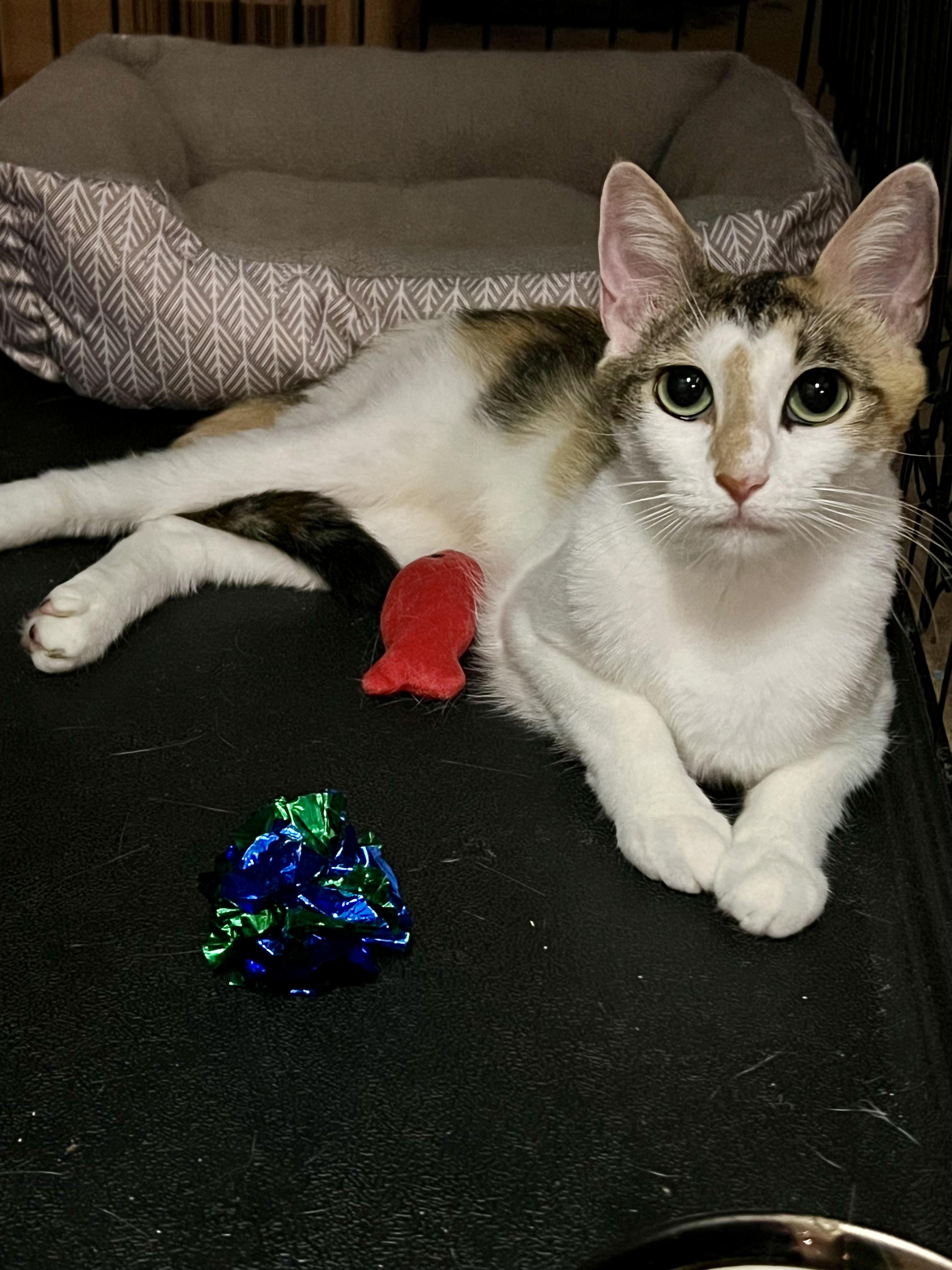 Twyla, a Adoptable Domestic Short Hair in Staten Island, NY image 2/4