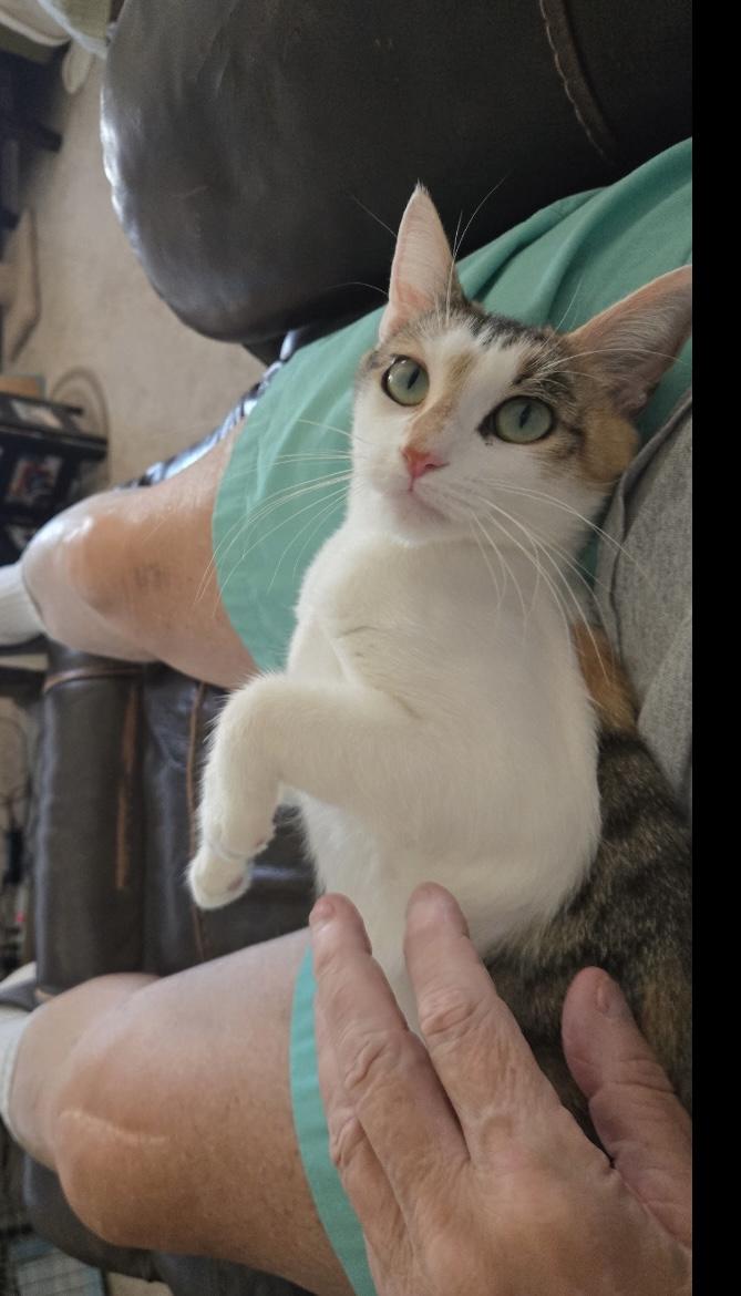 Twyla, a Adoptable Domestic Short Hair in Staten Island, NY image 3/4