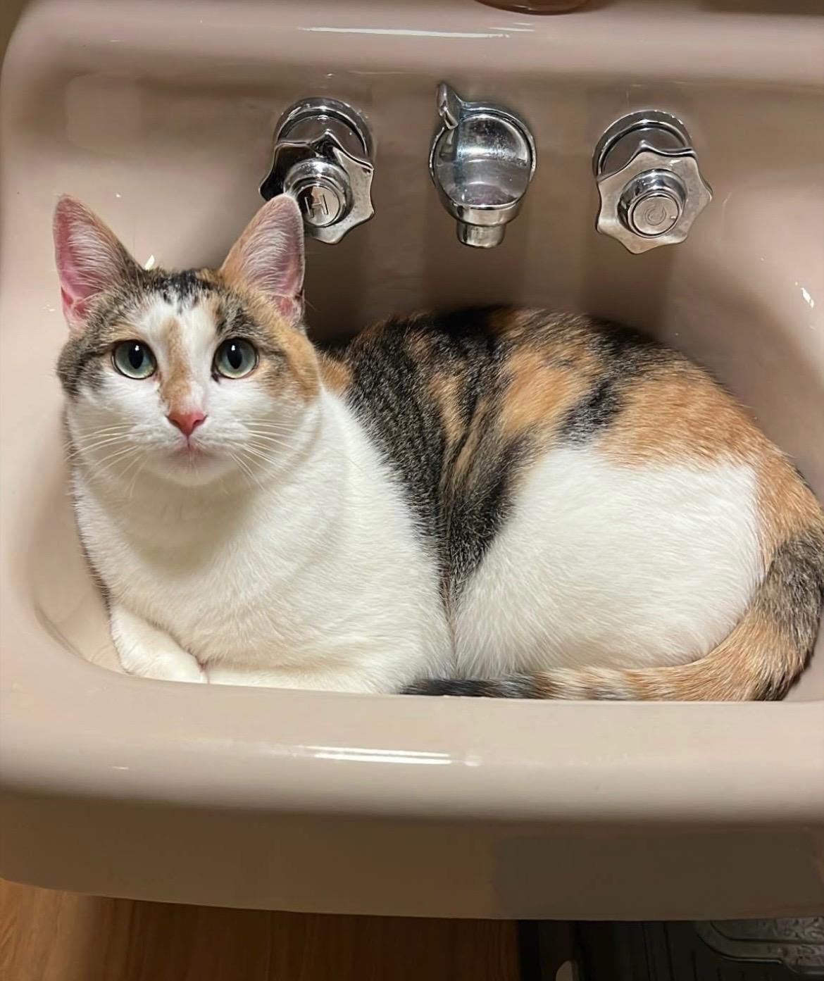 Twyla, Adoptable, Adult Female Domestic Short Hair.