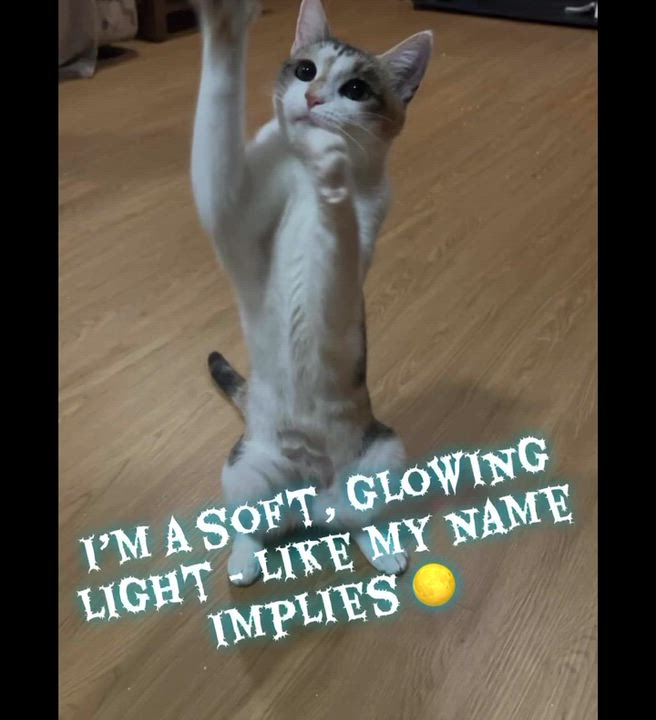 Enlarge Twyla, a Adoptable Domestic Short Hair in Staten Island, NY video 4/4