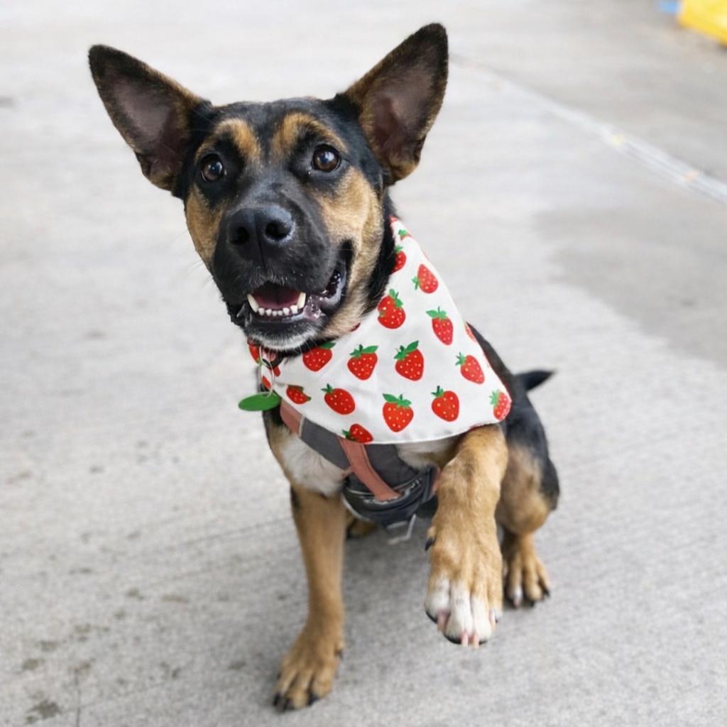 Abita Strawberry — thumbnail 2