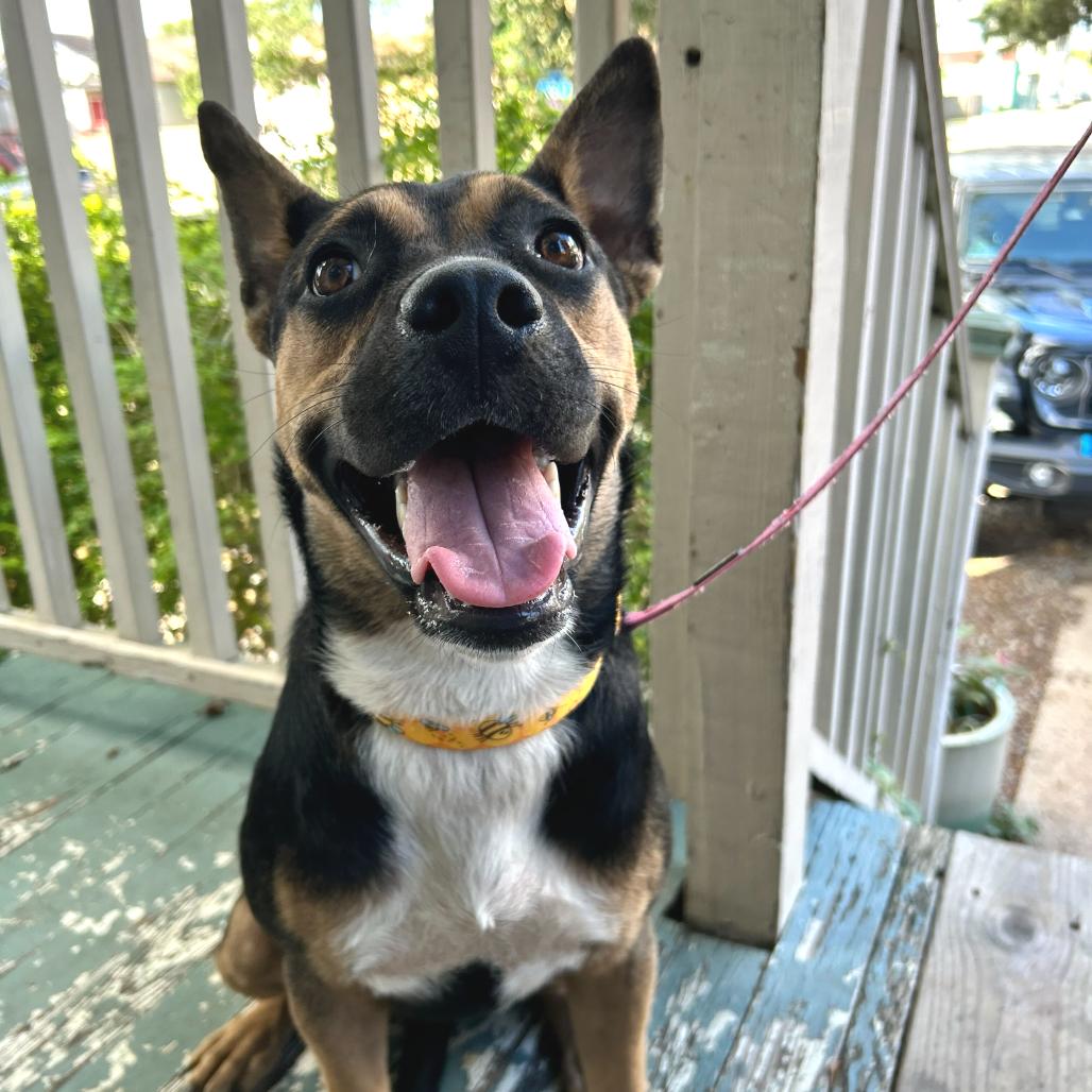 Abita Strawberry — thumbnail 3