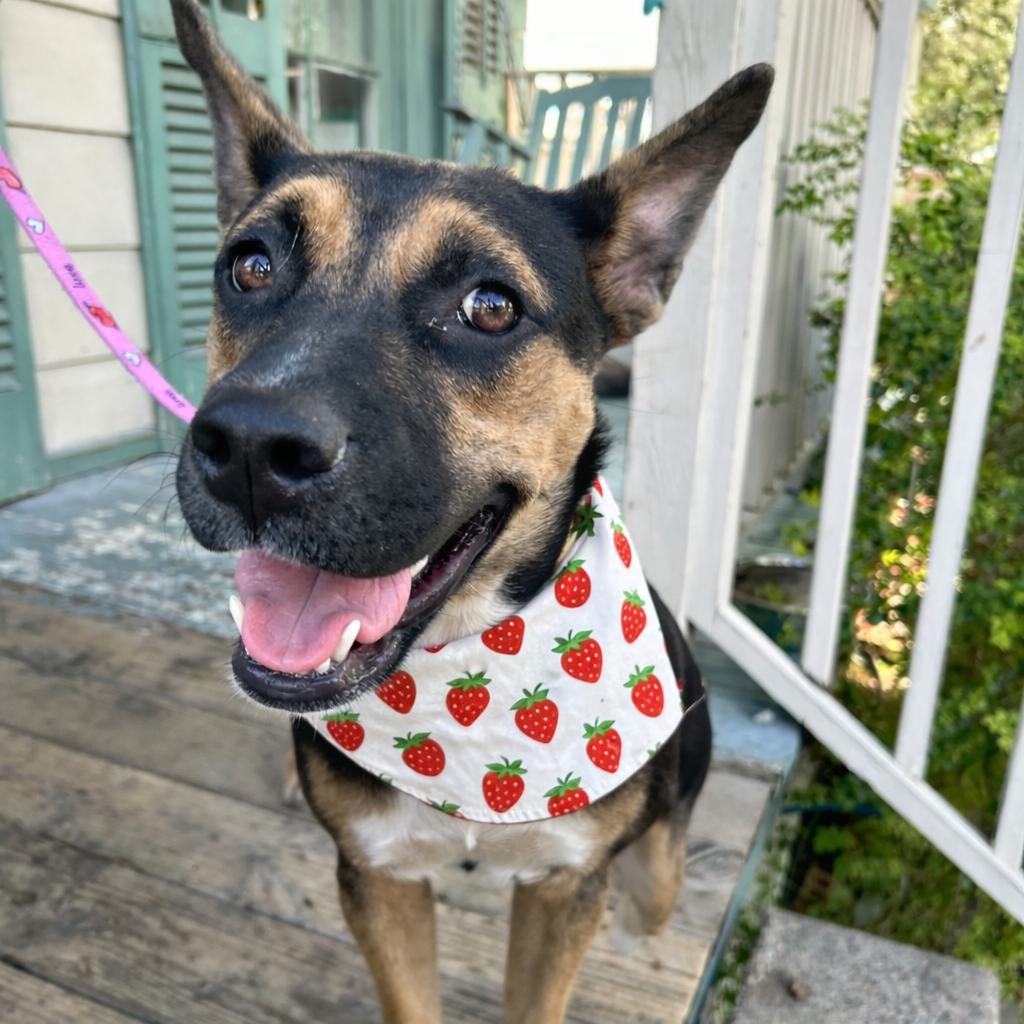 Abita Strawberry — thumbnail 6