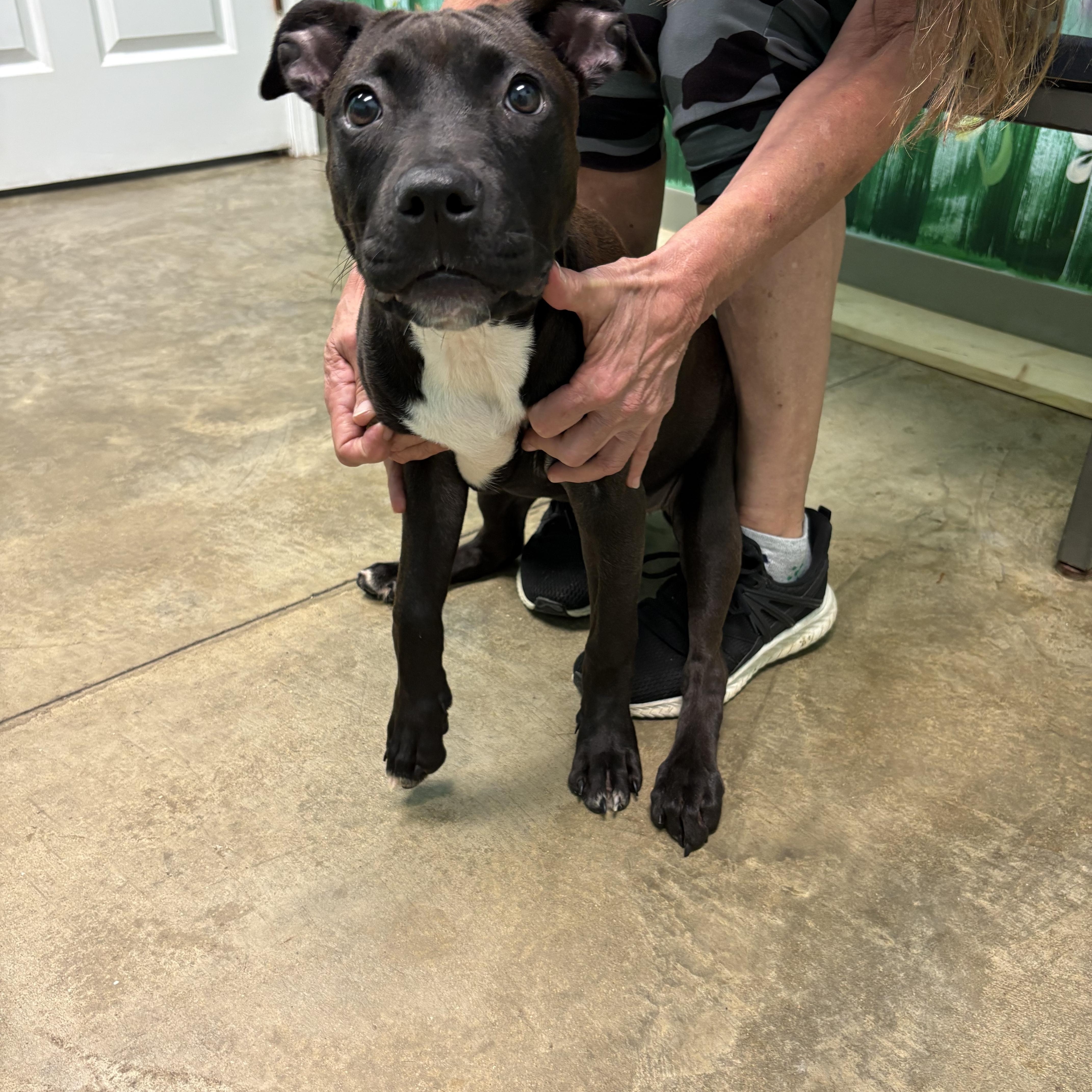 Enlarge Cece, a Adopted Pit Bull Terrier in Godfrey, IL image 2/3