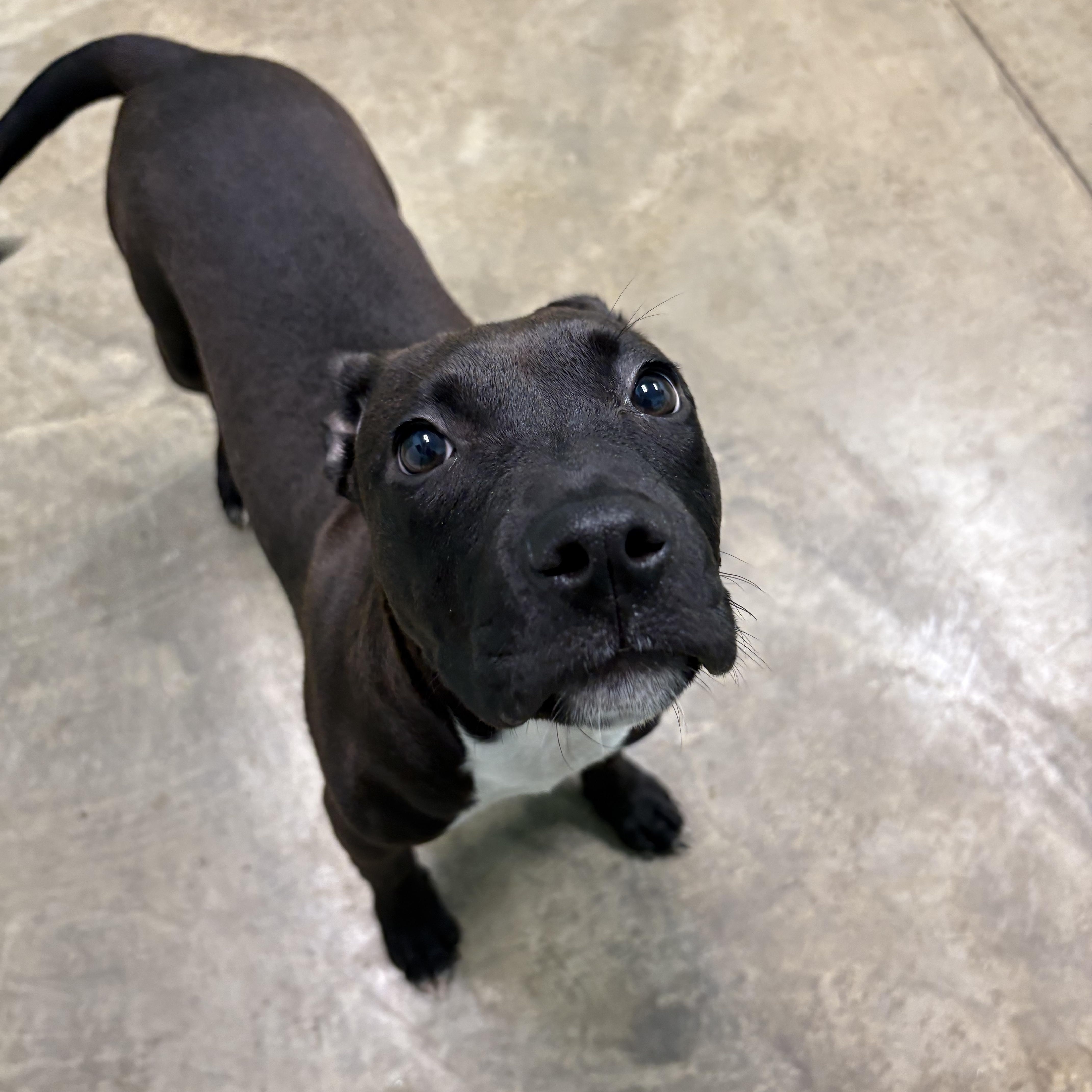 Enlarge Cece, a Adopted Pit Bull Terrier in Godfrey, IL image 1/3