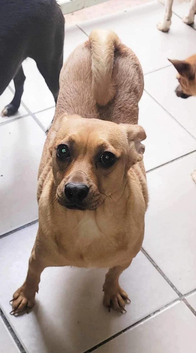 Tinkerbell, Adoptable, Young Female Chihuahua.