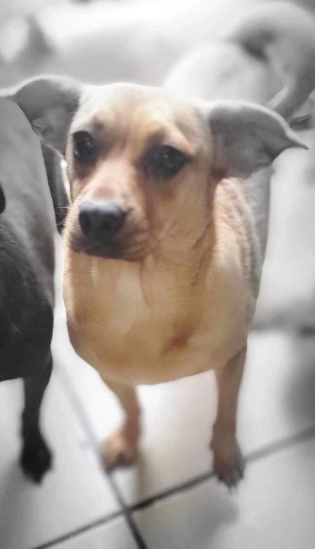 Tinkerbell, a Adoptable mixed breed in SAN DIEGO, CA image 2/2