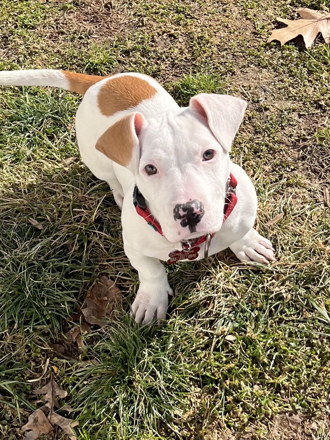 Tater Tot, Adoptable, Puppy Female Terrier & Dachshund.