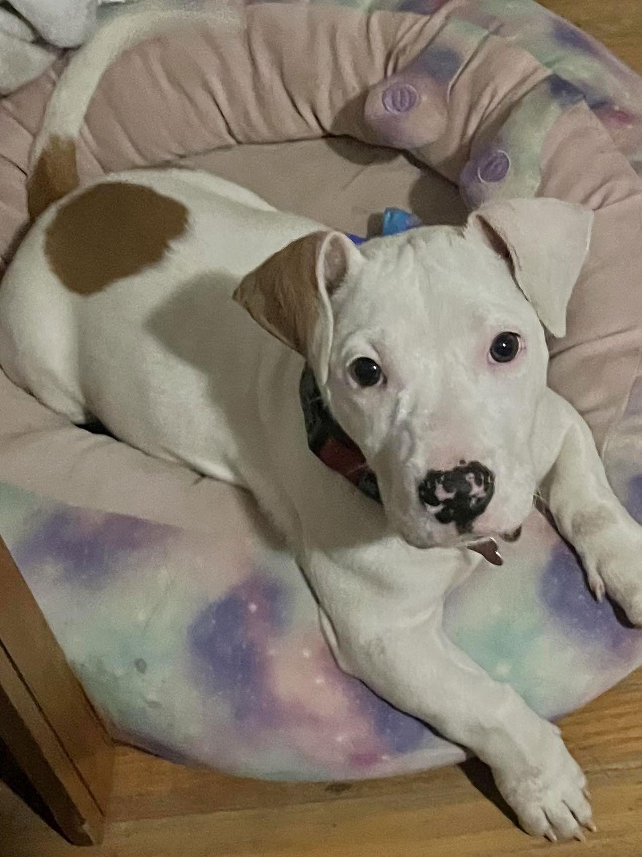 Enlarge Tater Tot, a Adoptable mixed breed in Blackwood, NJ image 2/3