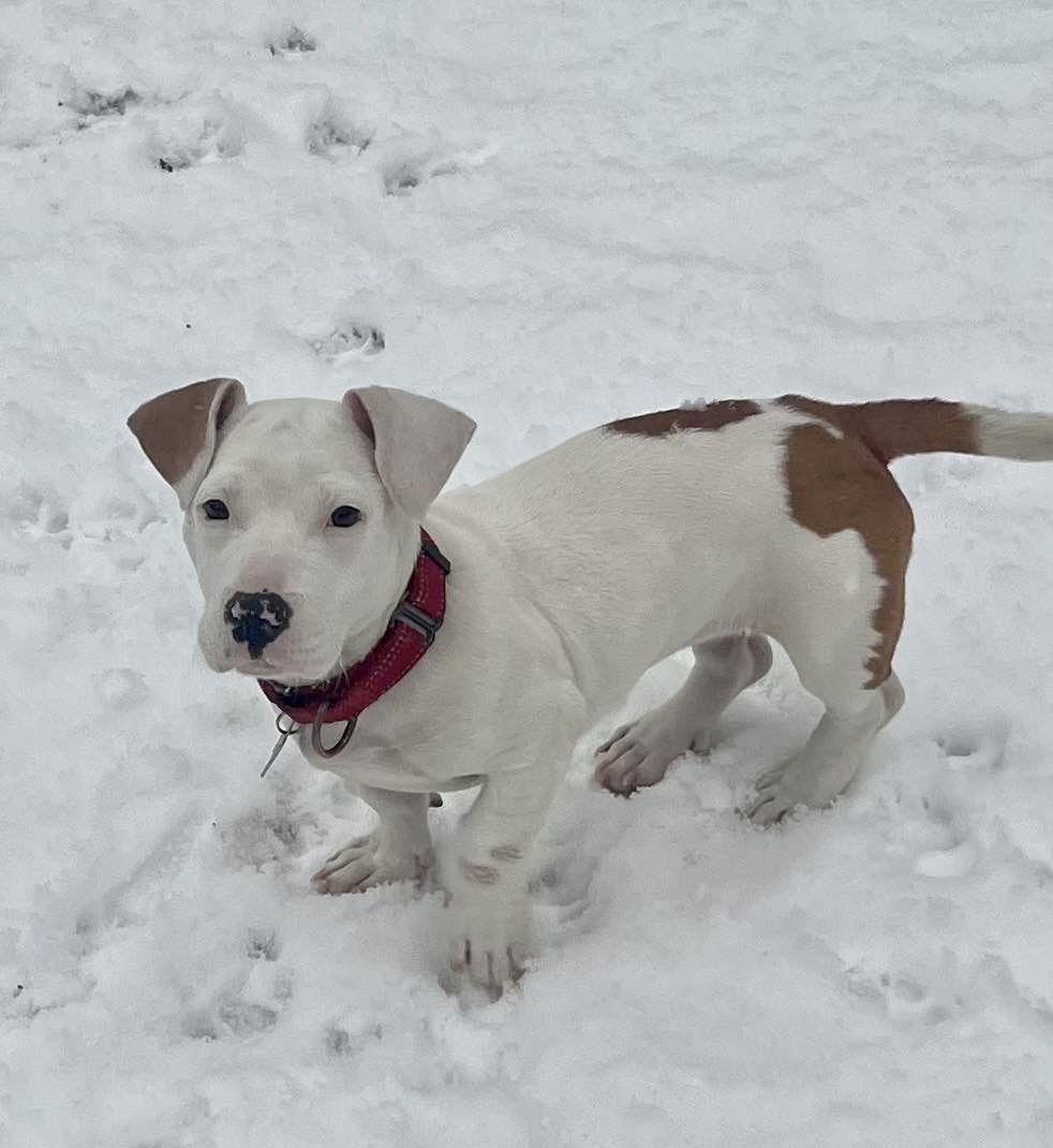 Enlarge Tater Tot, a Adoptable mixed breed in Blackwood, NJ image 3/3