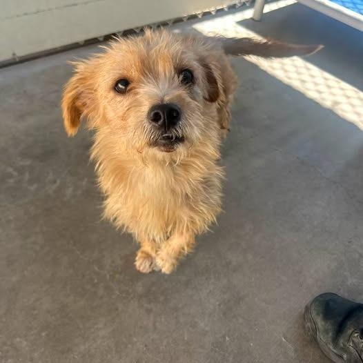 26-1081, Adoptable, Puppy Male Terrier & Mixed Breed.