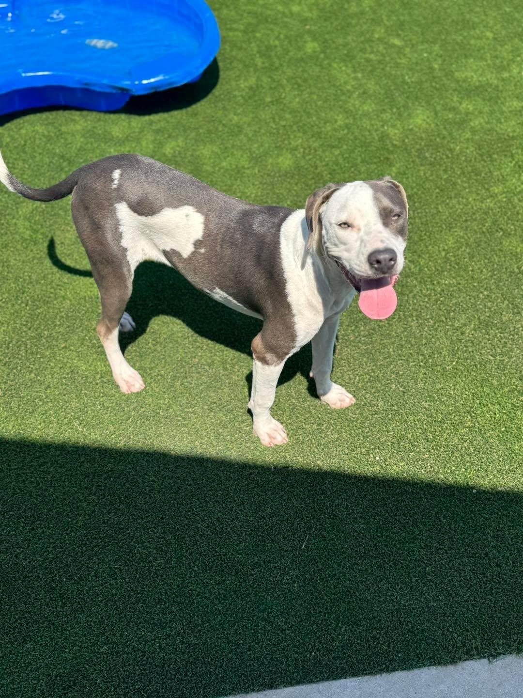 Enlarge Memphis, a Adoptable mixed breed in El Reno, OK image 1/2