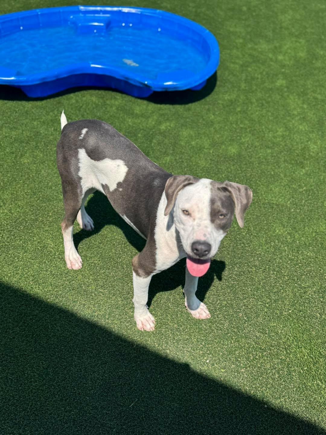 Enlarge Memphis, a Adoptable mixed breed in El Reno, OK image 2/2