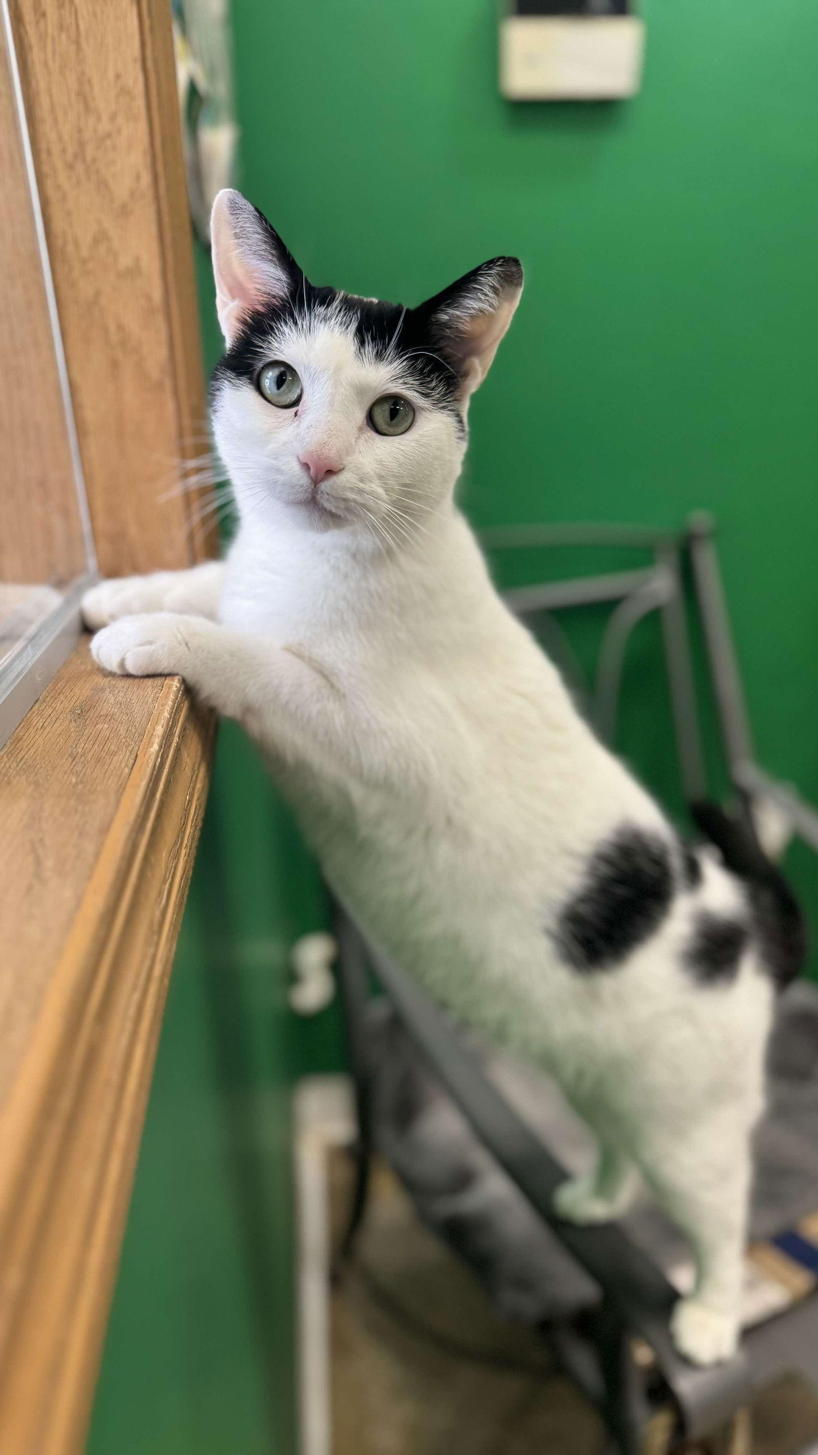 Ori, Adoptable, Adult Female Domestic Short Hair.