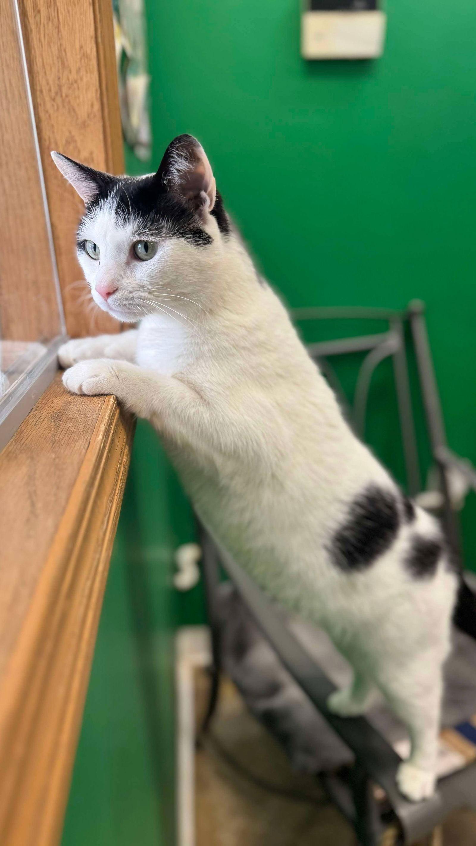 Enlarge Ori, a Adoptable Domestic Short Hair in Columbus, OH image 2/3