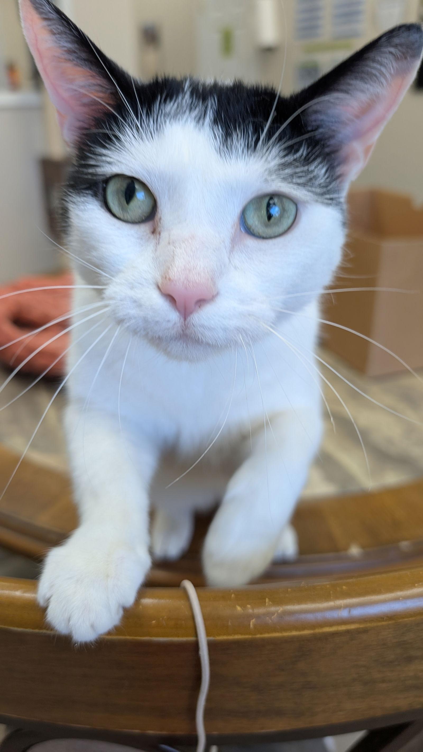 Enlarge Ori, a Adoptable Domestic Short Hair in Columbus, OH image 3/3