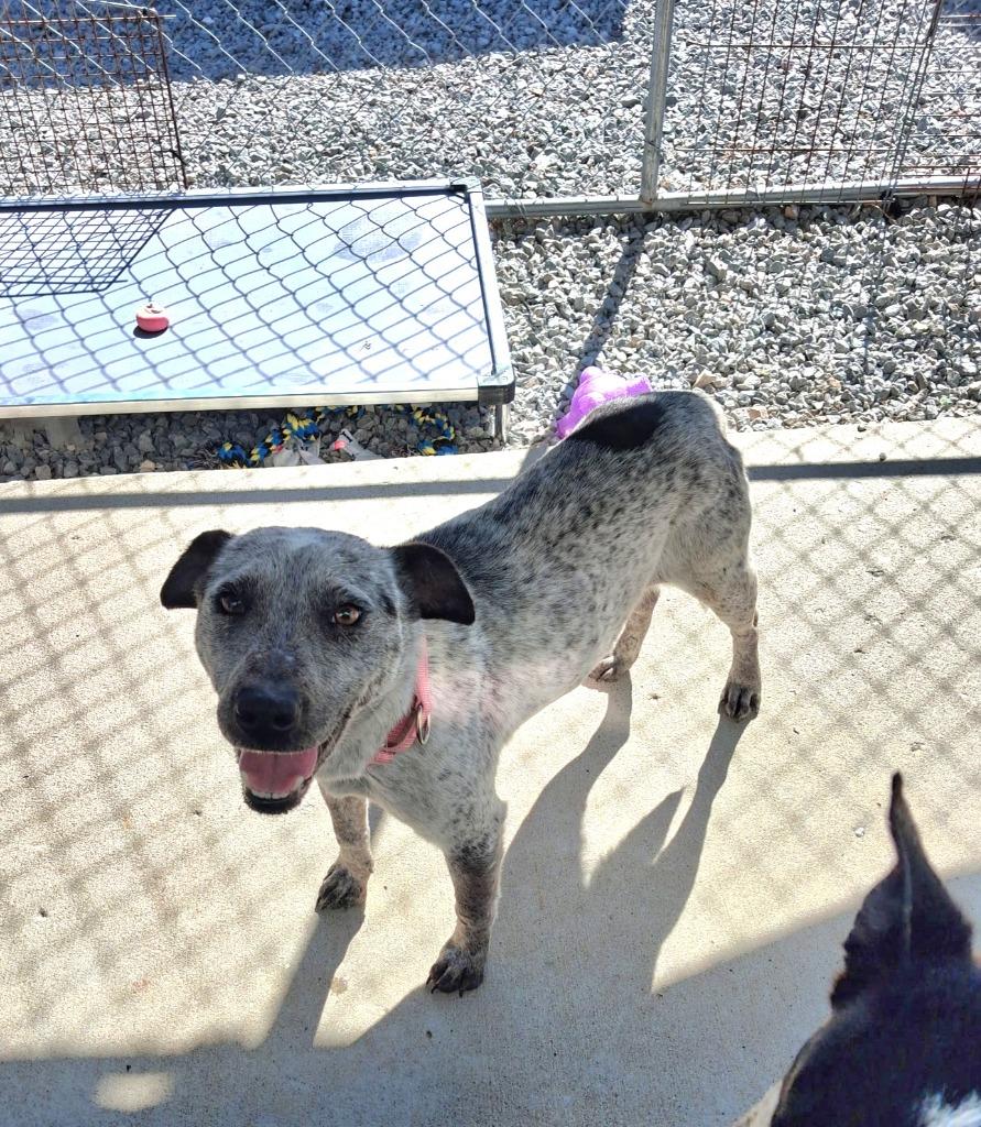 Bindi, Adoptable, Adult Female Australian Cattle Dog / Blue Heeler.