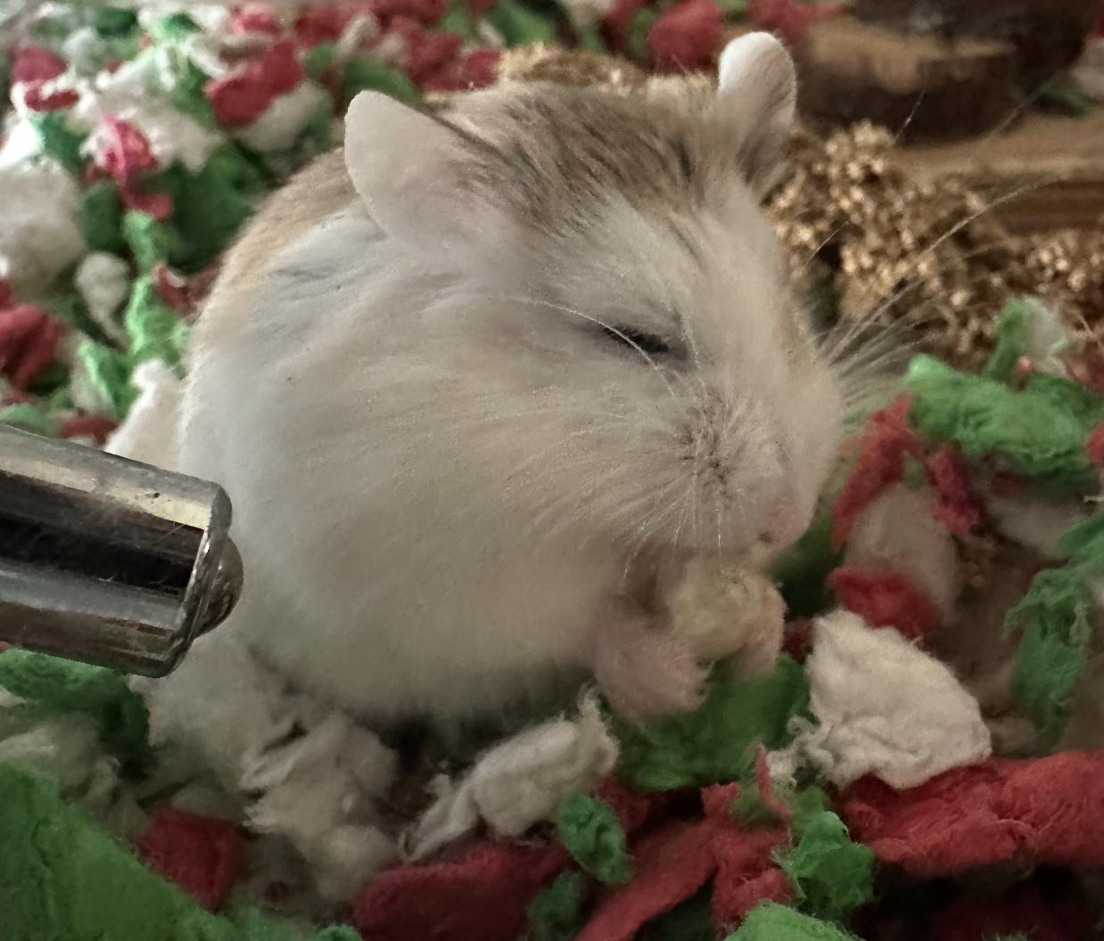 Odysseus, a ADOPTABLE Dwarf Hamster in Minneapolis, MN image 2/3