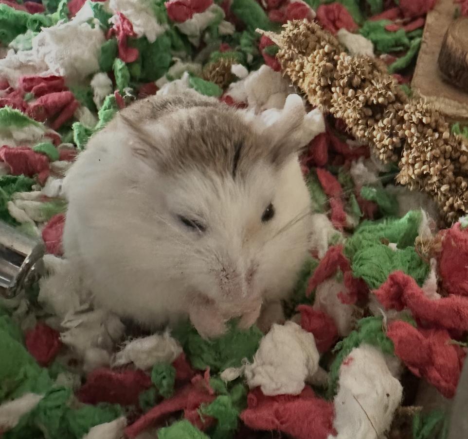 Odysseus, a ADOPTABLE Dwarf Hamster in Minneapolis, MN image 3/3