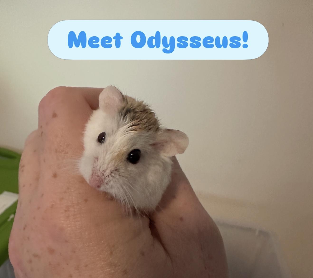 Odysseus, ADOPTABLE, Adult Male Dwarf Hamster.
