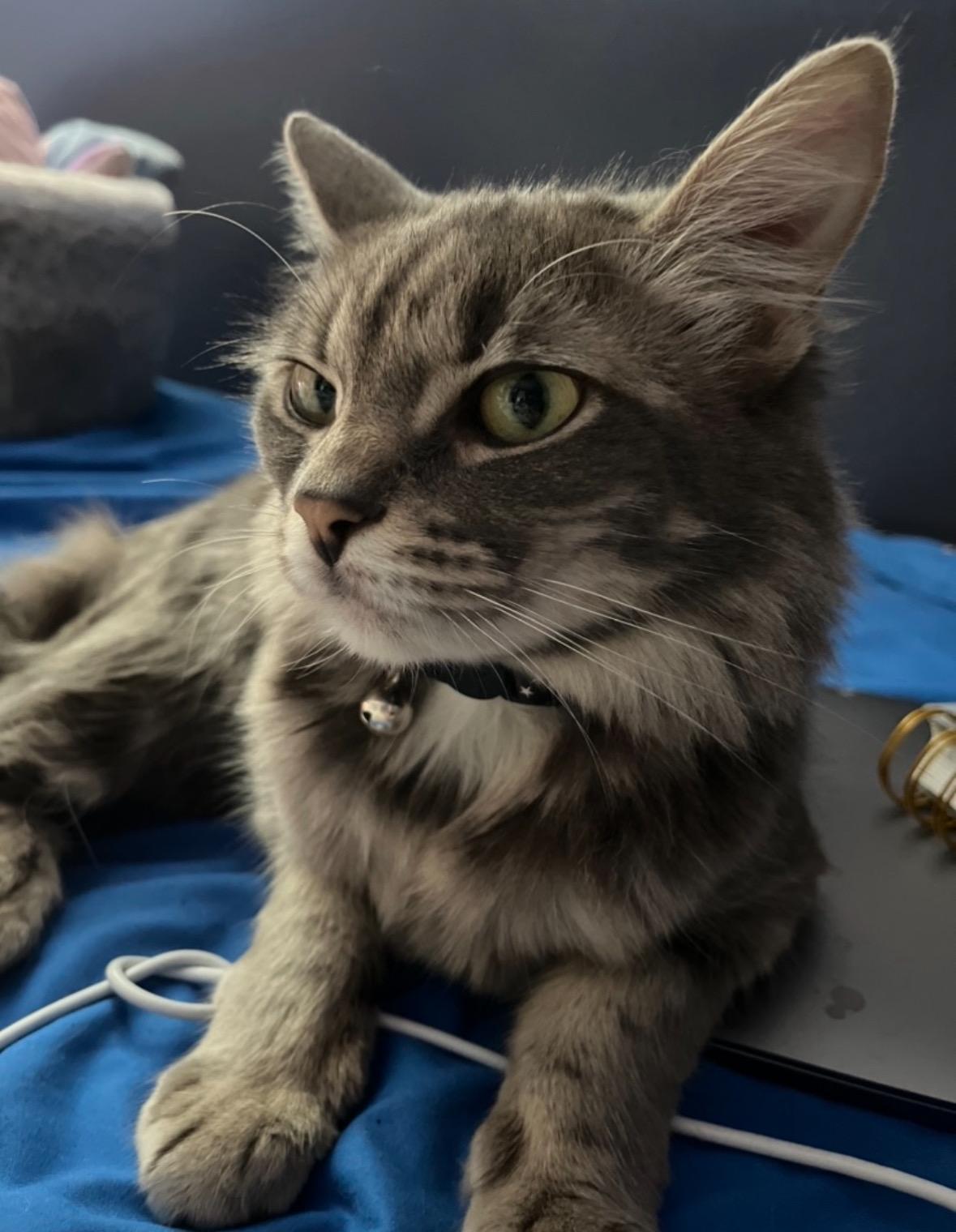 Luna, Adoptable, Adult Female Domestic Long Hair.