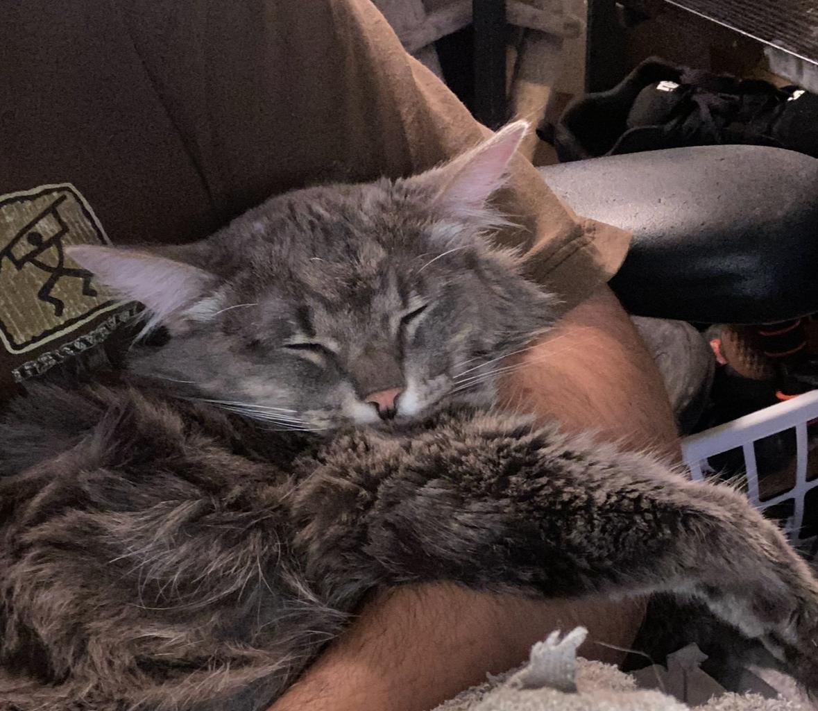 Enlarge Luna, a Adoptable Domestic Long Hair in San Diego, CA image 4/4