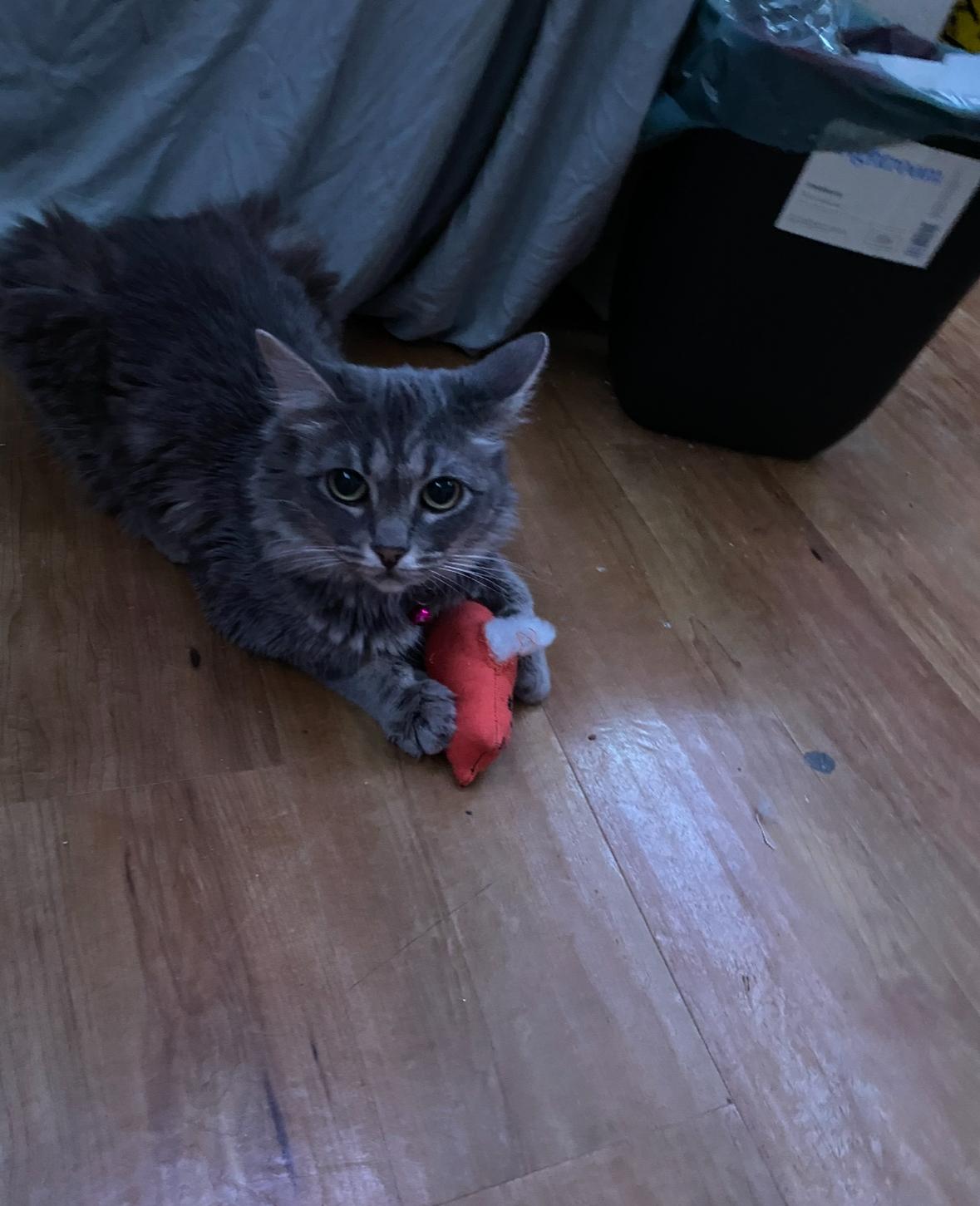 Enlarge Luna, a Adoptable Domestic Long Hair in San Diego, CA image 3/4